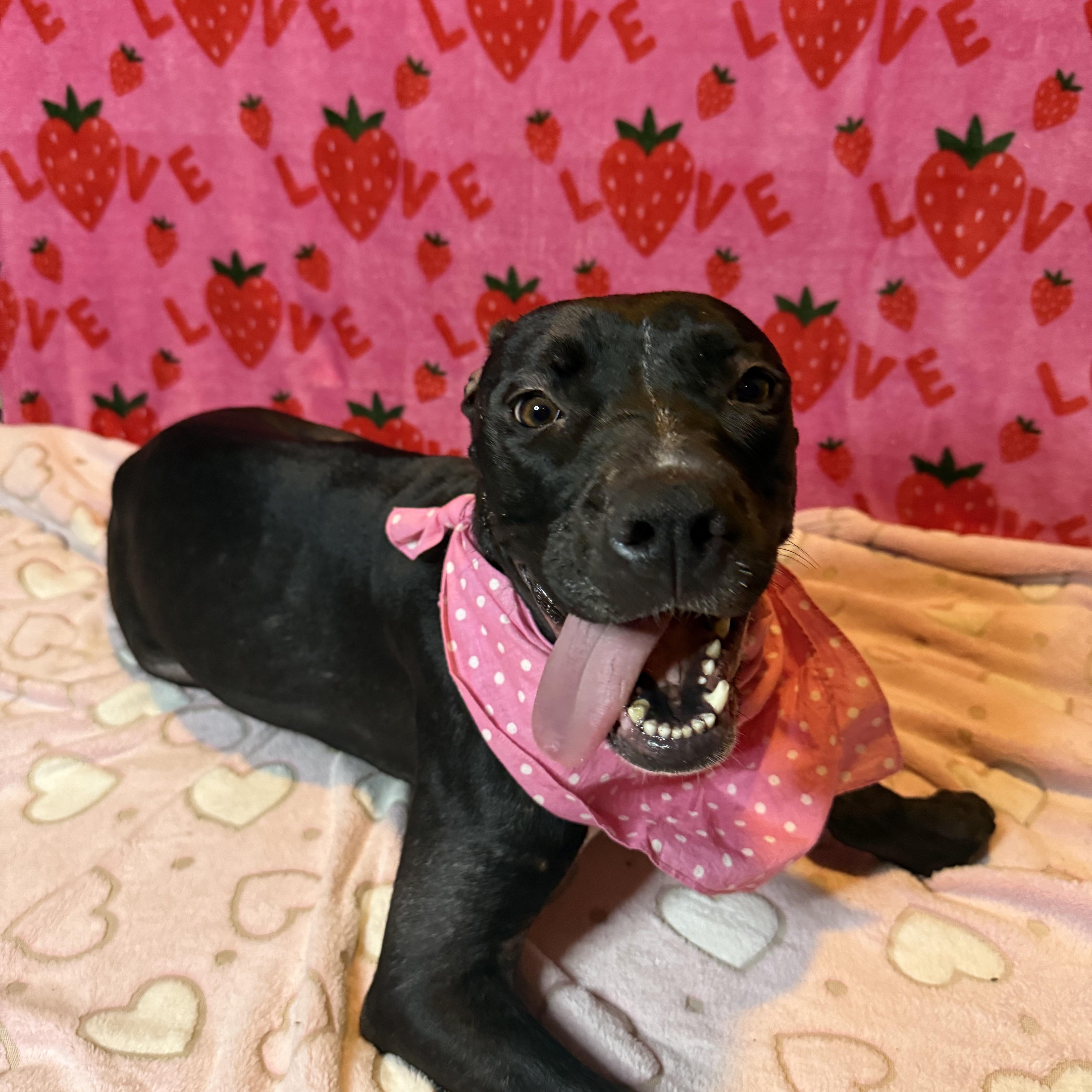 Enlarge Lucy, a Adoptable mixed breed in Bridgehampton, NY image 3/6
