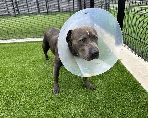 KAYLA, Adoptable, Adult Female Pit Bull Terrier.