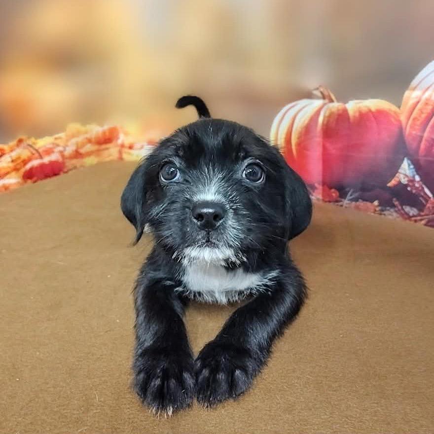 Bree, Adoptable, Puppy Female Mixed Breed & Mixed Breed.