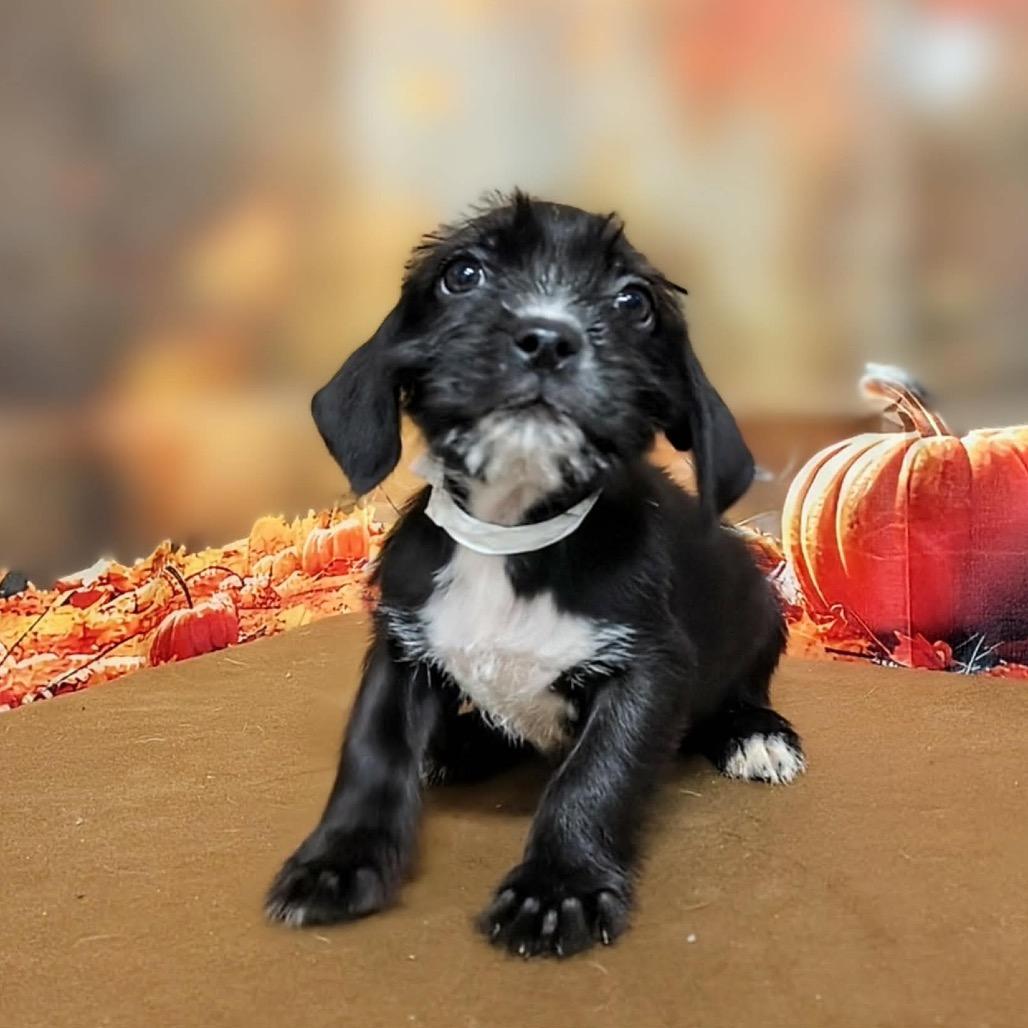 Enlarge Bree, a Adoptable mixed breed in Griswold, CT image 2/4