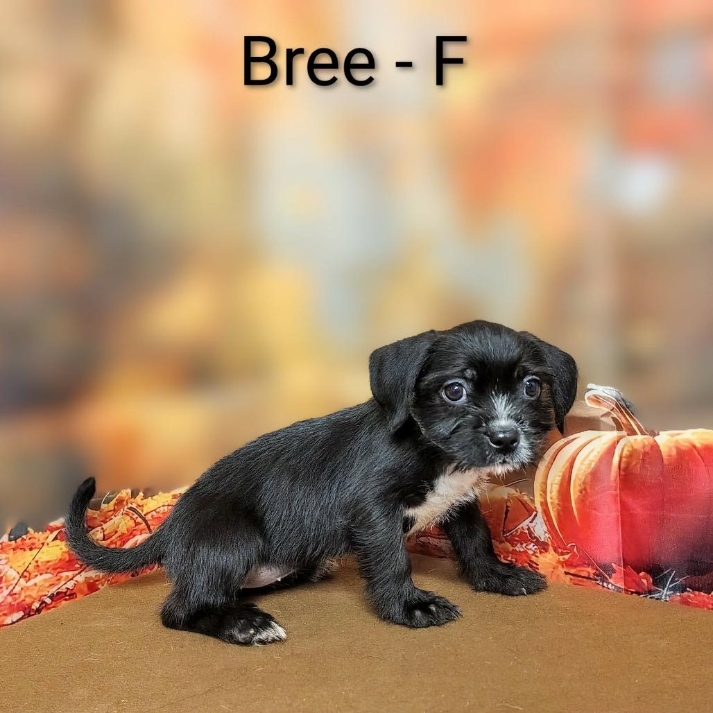 Enlarge Bree, a Adoptable mixed breed in Griswold, CT image 3/4