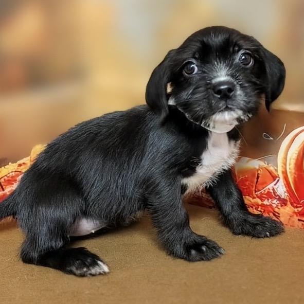 Enlarge Bree, a Adoptable mixed breed in Griswold, CT image 4/4