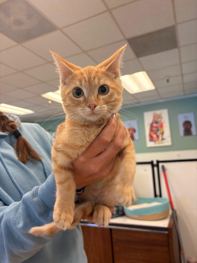 Charlie, Adoptable, Kitten Male Domestic Short Hair.
