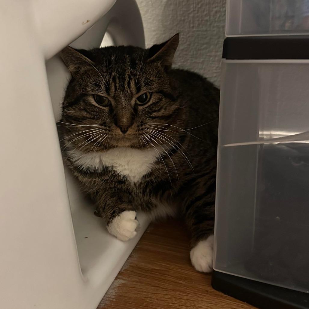 Ollie, Adoptable, Adult Male Domestic Short Hair.