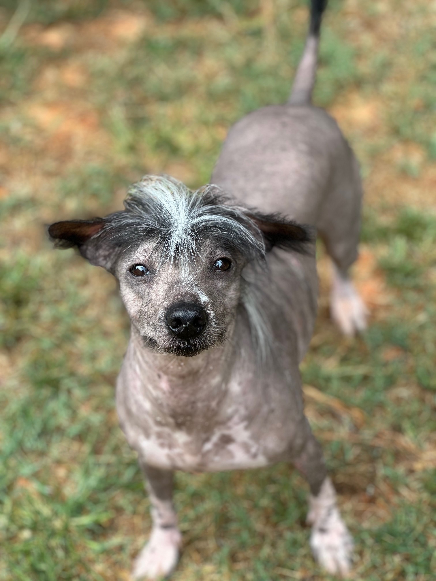 Crested Dog Mini Xolo Dog Chinese Crested Toy Xolo Dog White