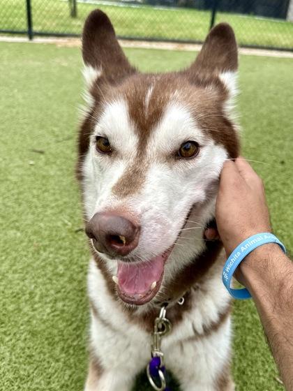 Enlarge Leo, a Adoptable mixed breed in Wichita, KS image 2/3