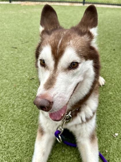 Enlarge Leo, a Adoptable mixed breed in Wichita, KS image 3/3