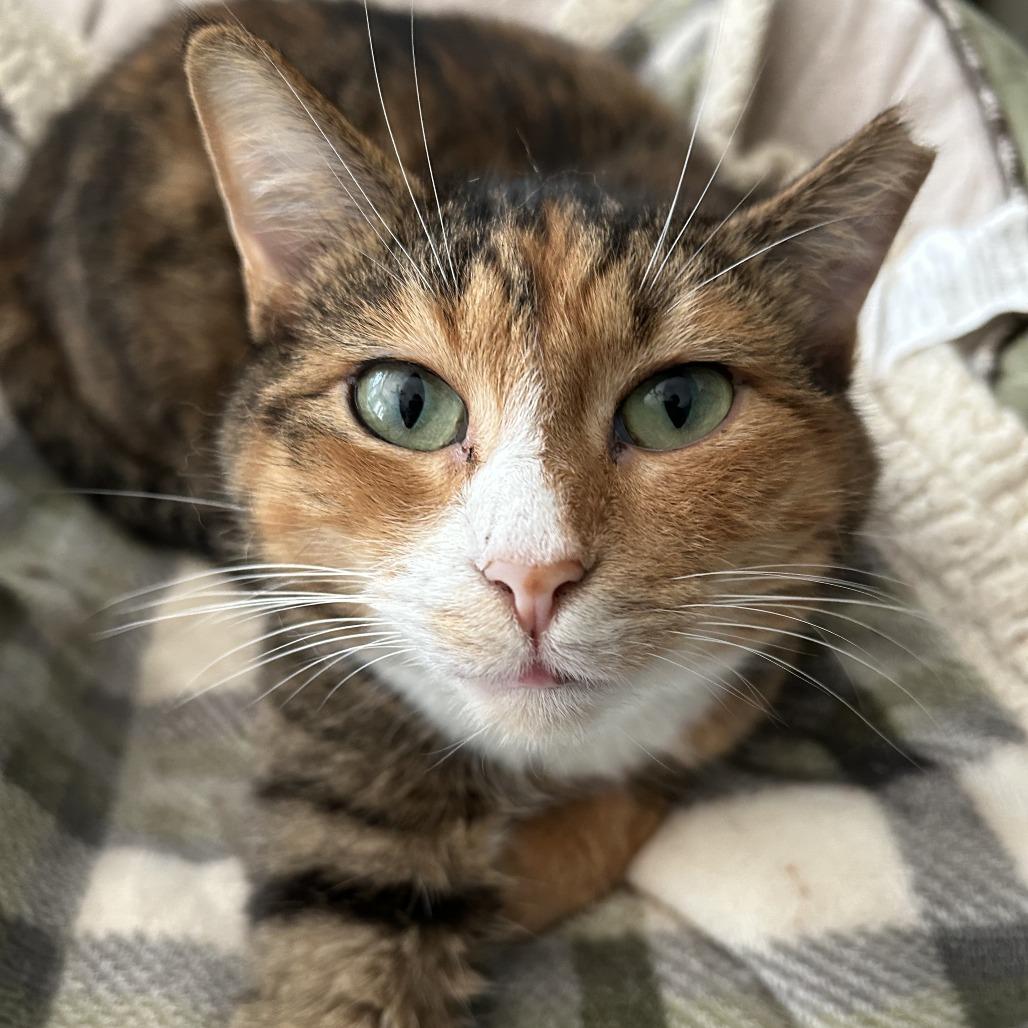 Enlarge Clarice, a Adoptable Domestic Short Hair in Lithia, FL image 1/2