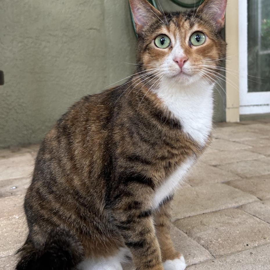 Enlarge Clarice, a Adoptable Domestic Short Hair in Lithia, FL image 2/2