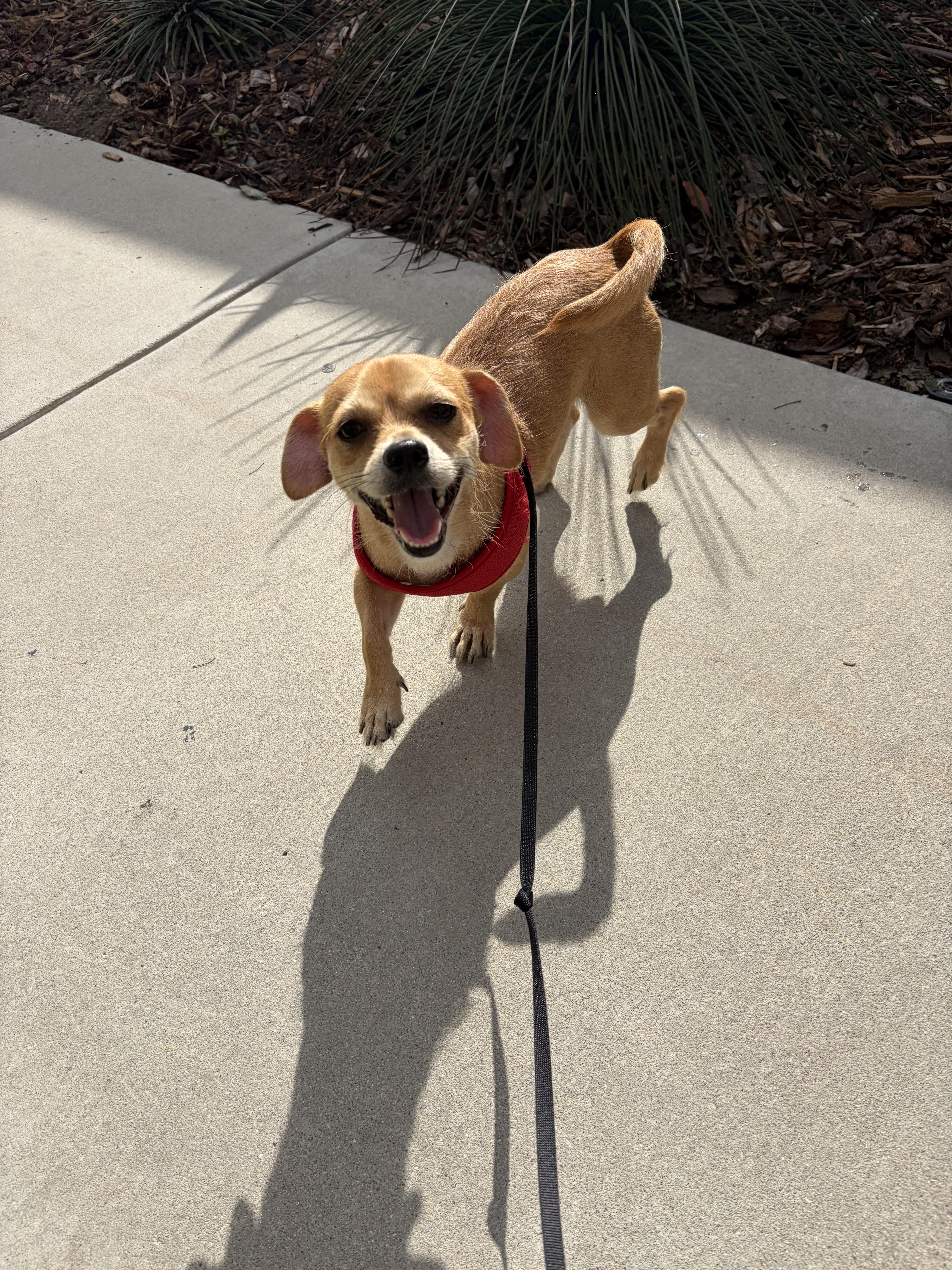 Enlarge Benito, a Adopted mixed breed in Long Beach, CA image 3/3