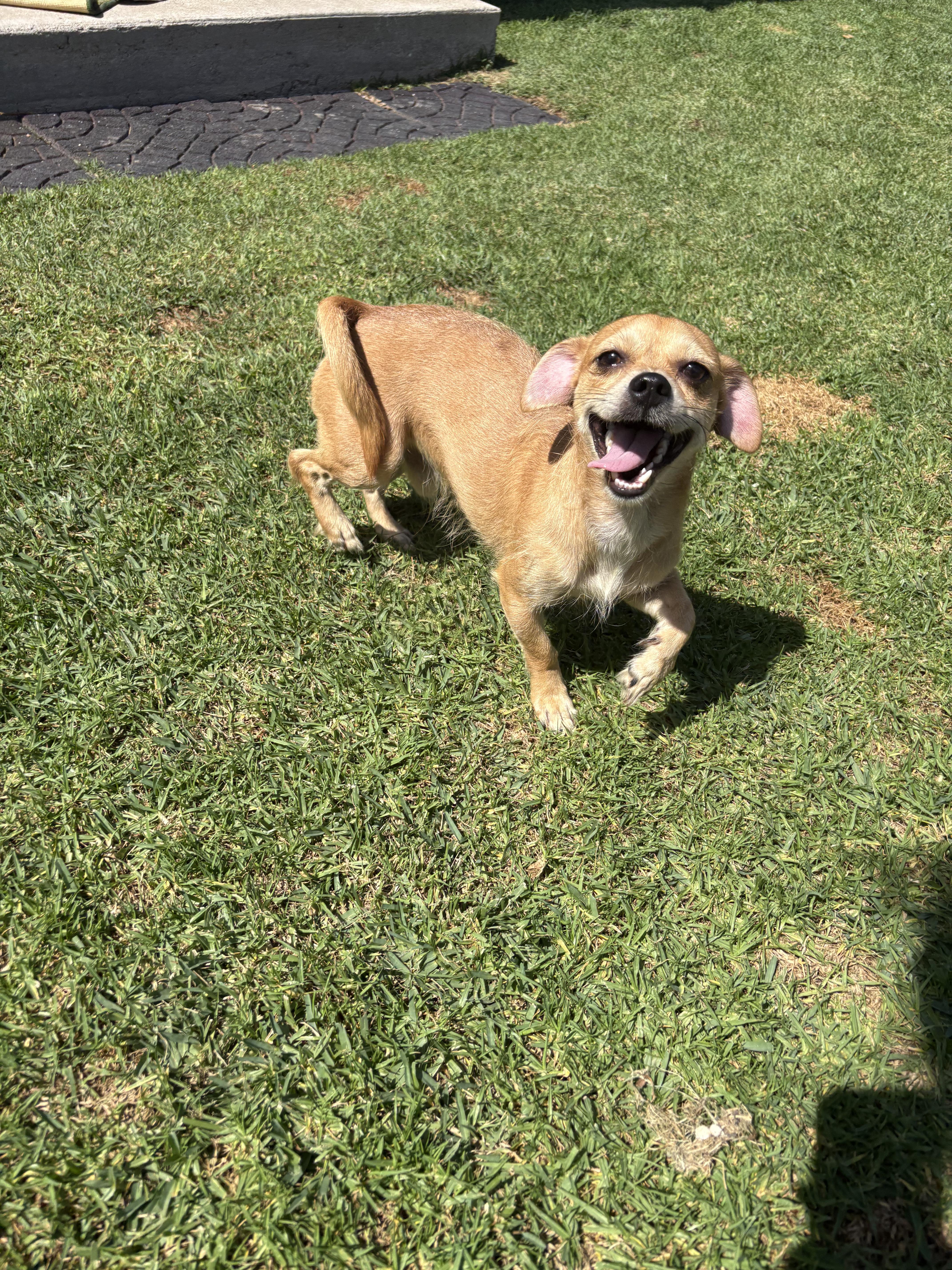 Enlarge Benito, a Adopted mixed breed in Long Beach, CA image 2/3