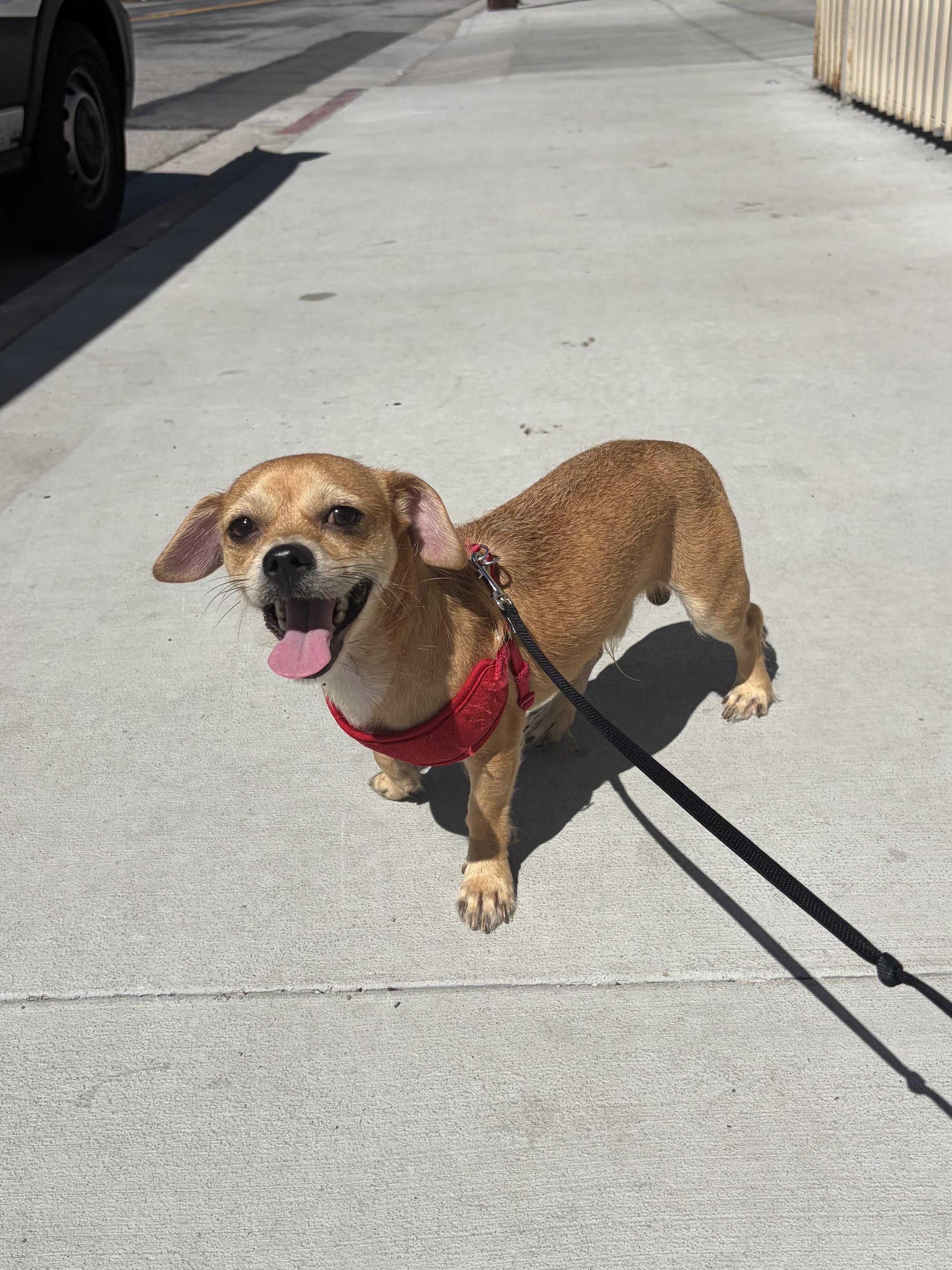 Enlarge Benito, a Adopted mixed breed in Long Beach, CA image 1/3