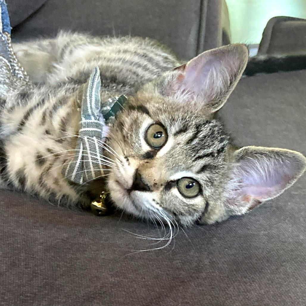 White Rabbit, Adoptable, Kitten Male Domestic Medium Hair.