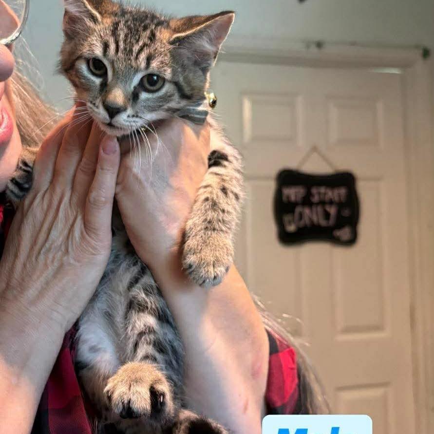 White Rabbit, a Adoptable Domestic Medium Hair in Tampa, FL image 2/2