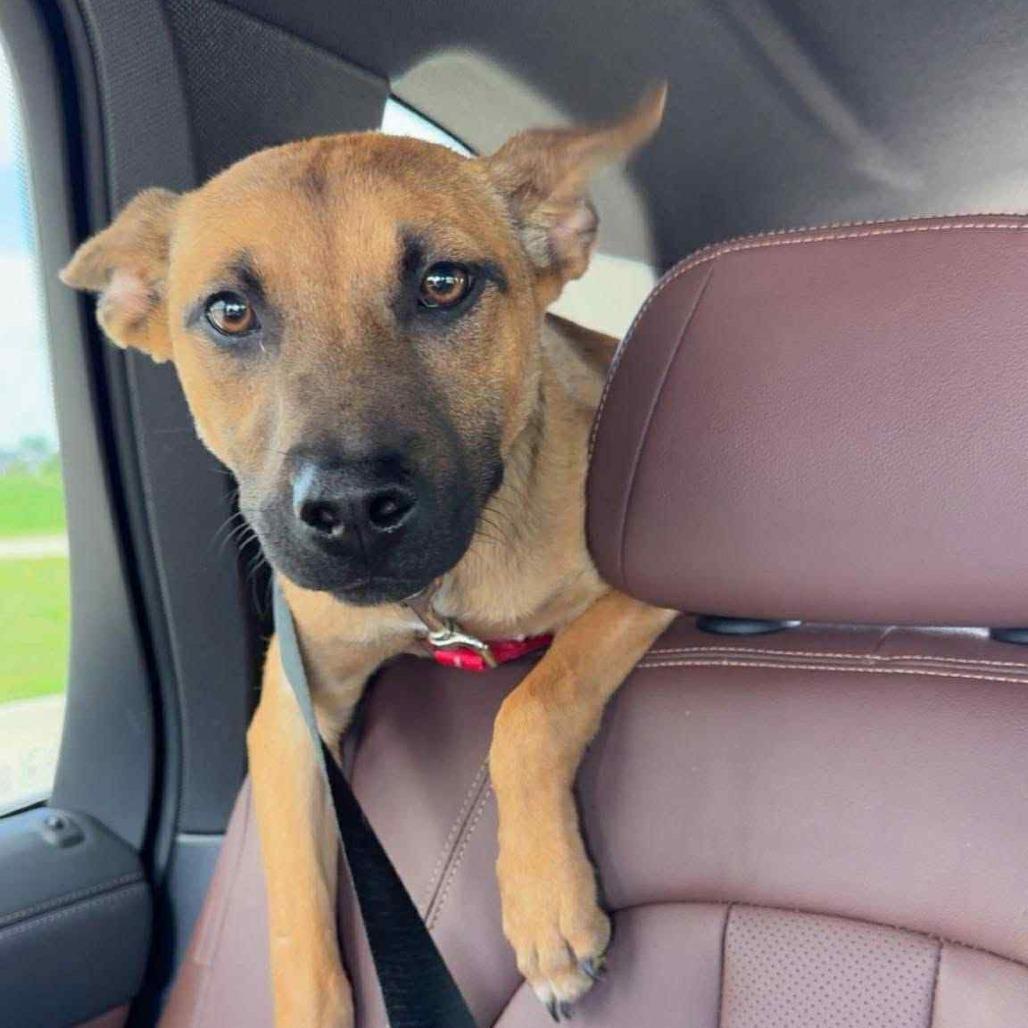 Felicia, Adoptable, Young Female Mixed Breed.