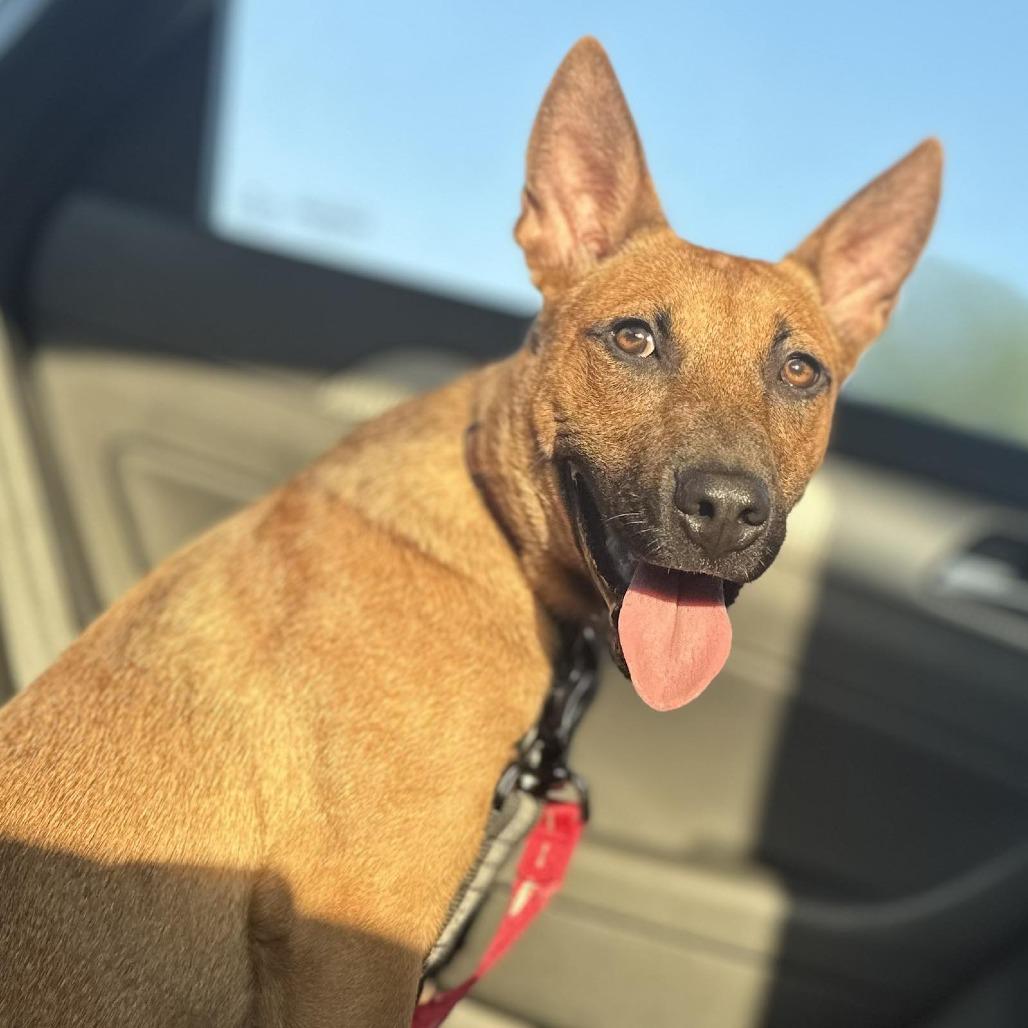 Felicia, a Adoptable Mixed Breed in Boone, IA image 2/6