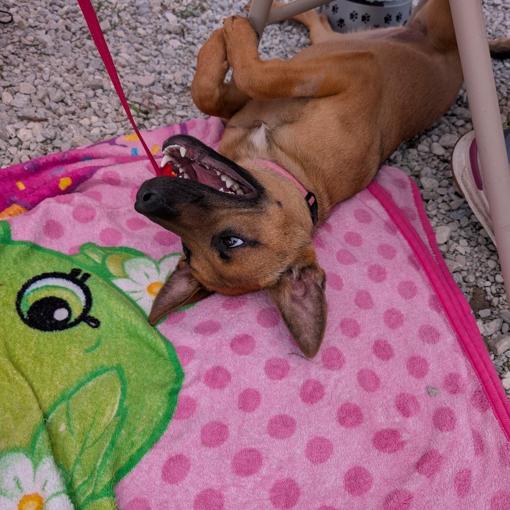 Felicia, a Adoptable Mixed Breed in Boone, IA image 3/6