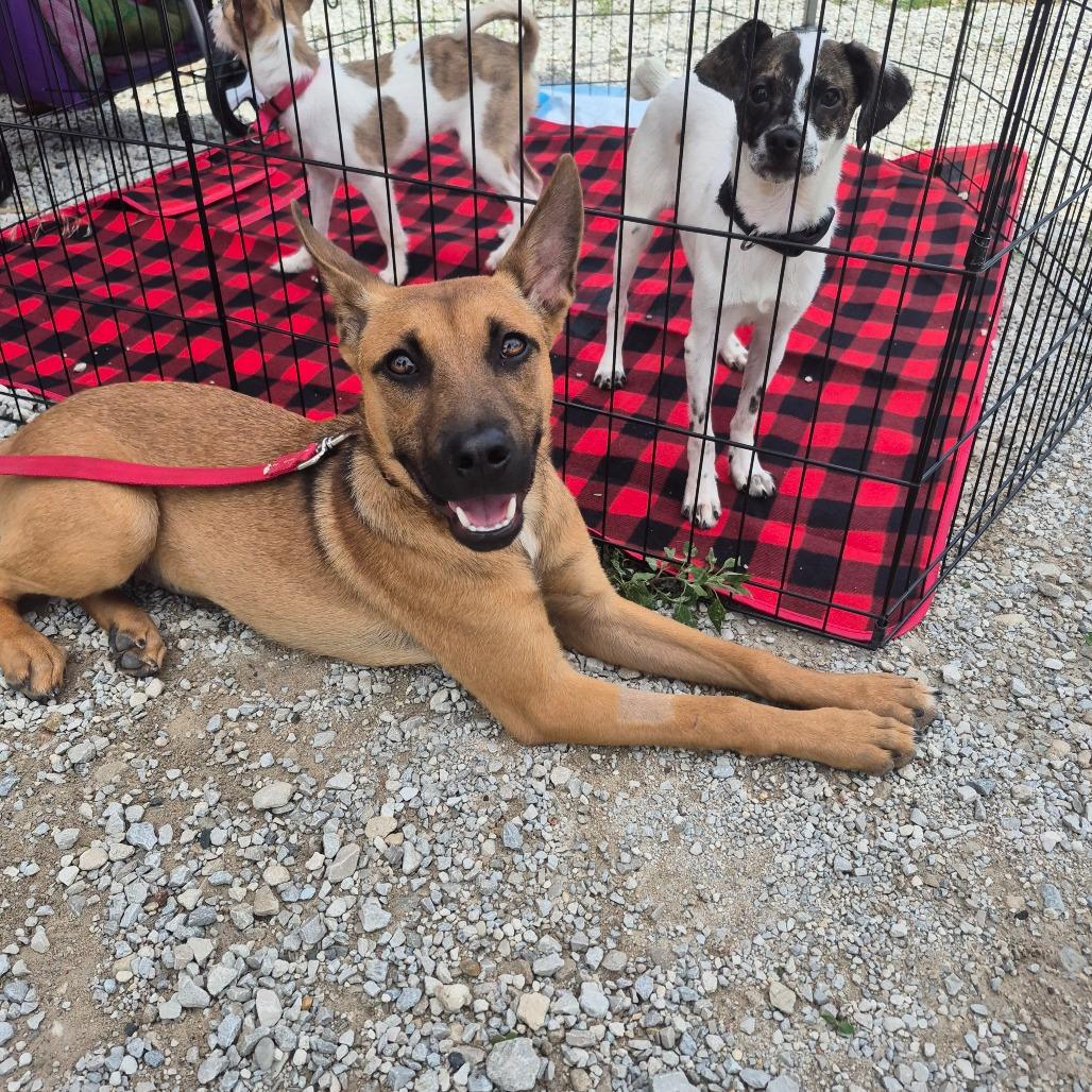 Felicia, a Adoptable Mixed Breed in Boone, IA image 4/6