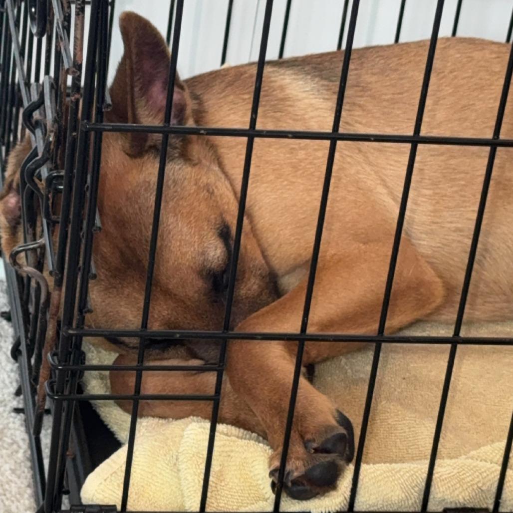 Felicia, a Adoptable Mixed Breed in Boone, IA image 5/6