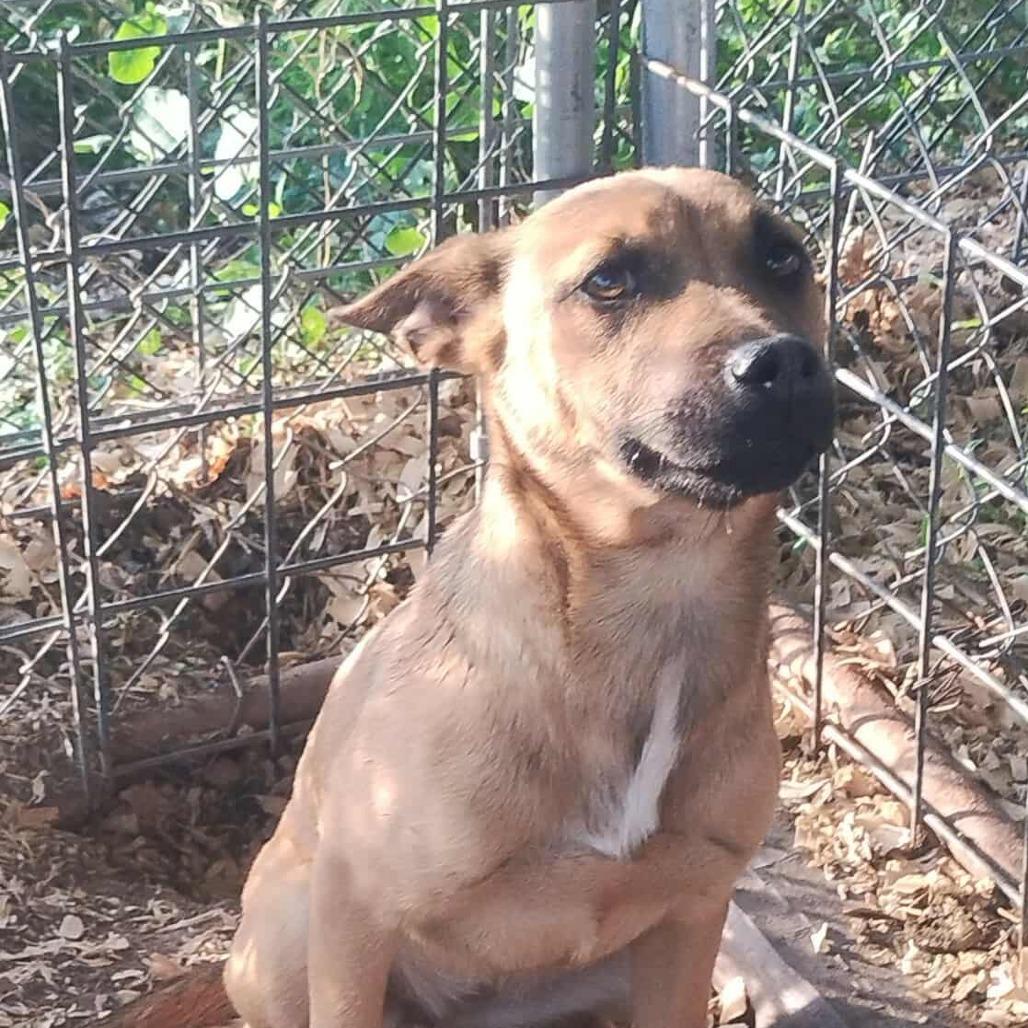 Felicia, a Adoptable Mixed Breed in Boone, IA image 6/6