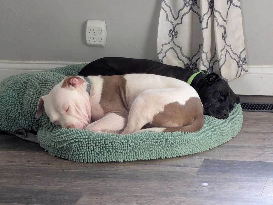 Enlarge Jason Statham, a Adoptable mixed breed in Detroit, MI image 1/6