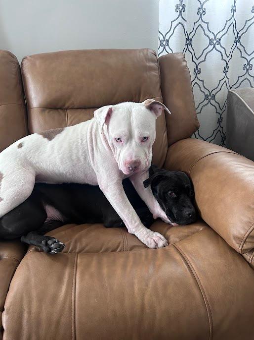 Enlarge Jason Statham, a Adoptable mixed breed in Detroit, MI image 2/6