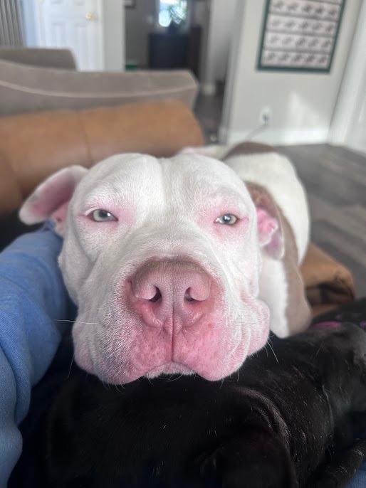 Enlarge Jason Statham, a Adoptable mixed breed in Detroit, MI image 3/6