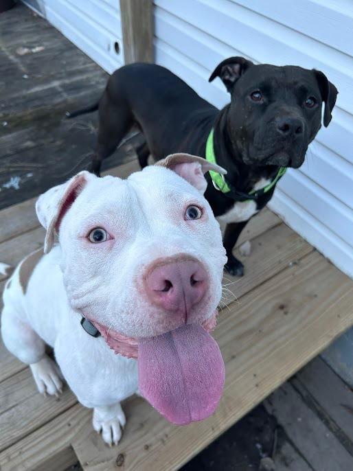 Enlarge Jason Statham, a Adoptable mixed breed in Detroit, MI image 4/6