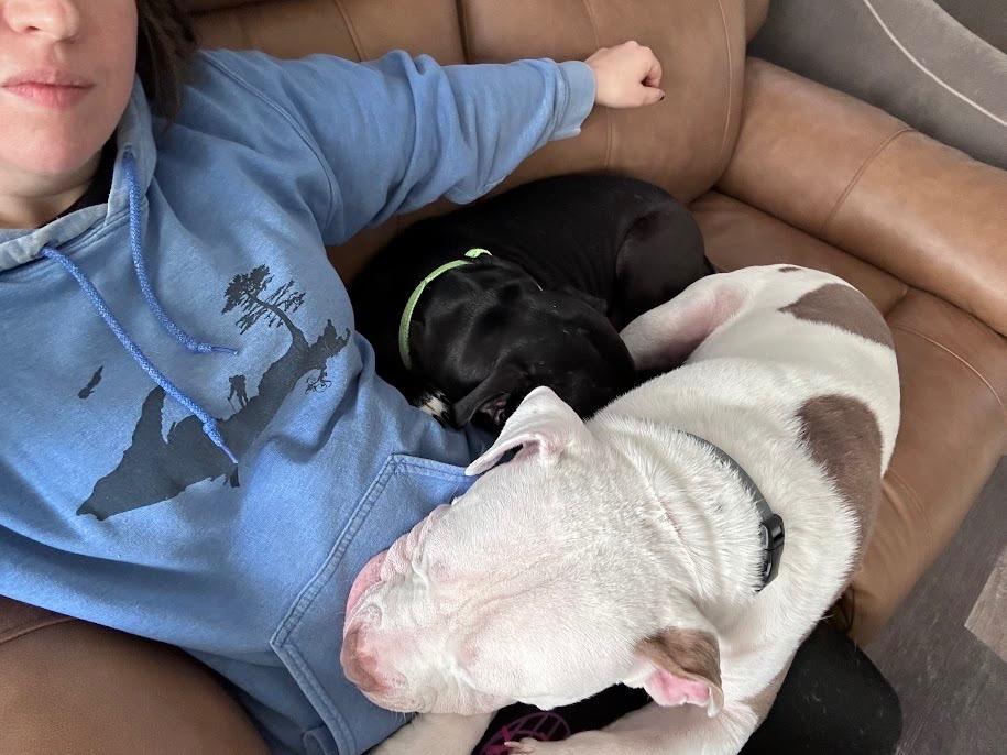 Enlarge Jason Statham, a Adoptable mixed breed in Detroit, MI image 5/6