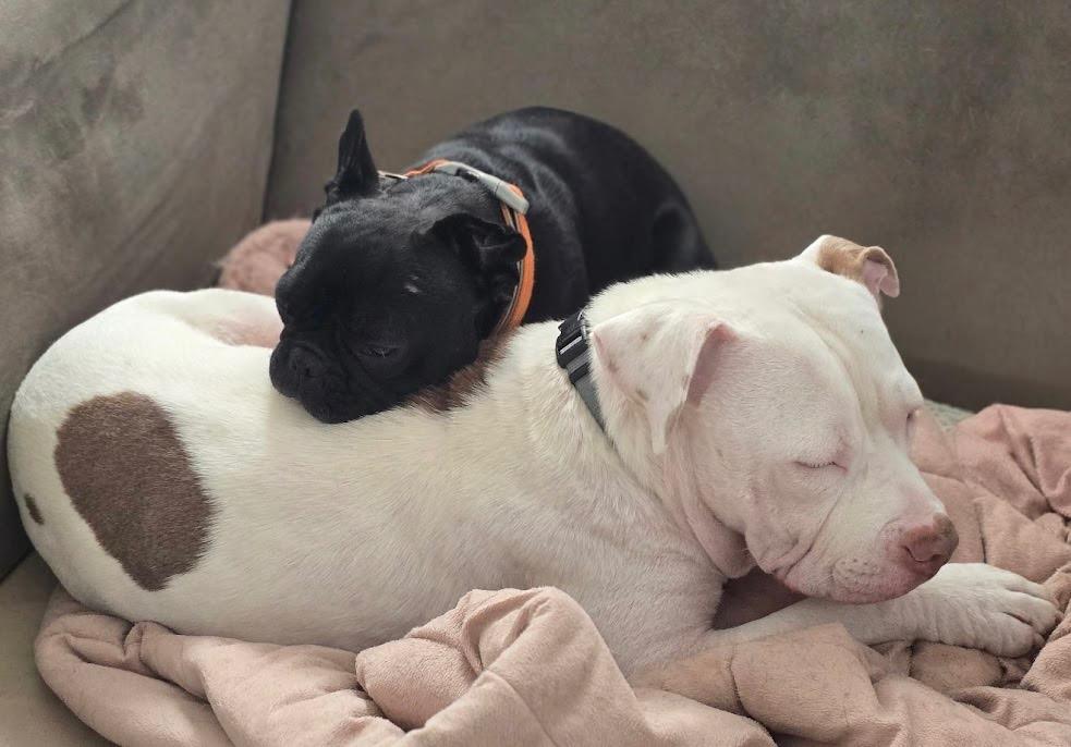 Enlarge Jason Statham, a Adoptable mixed breed in Detroit, MI image 6/6