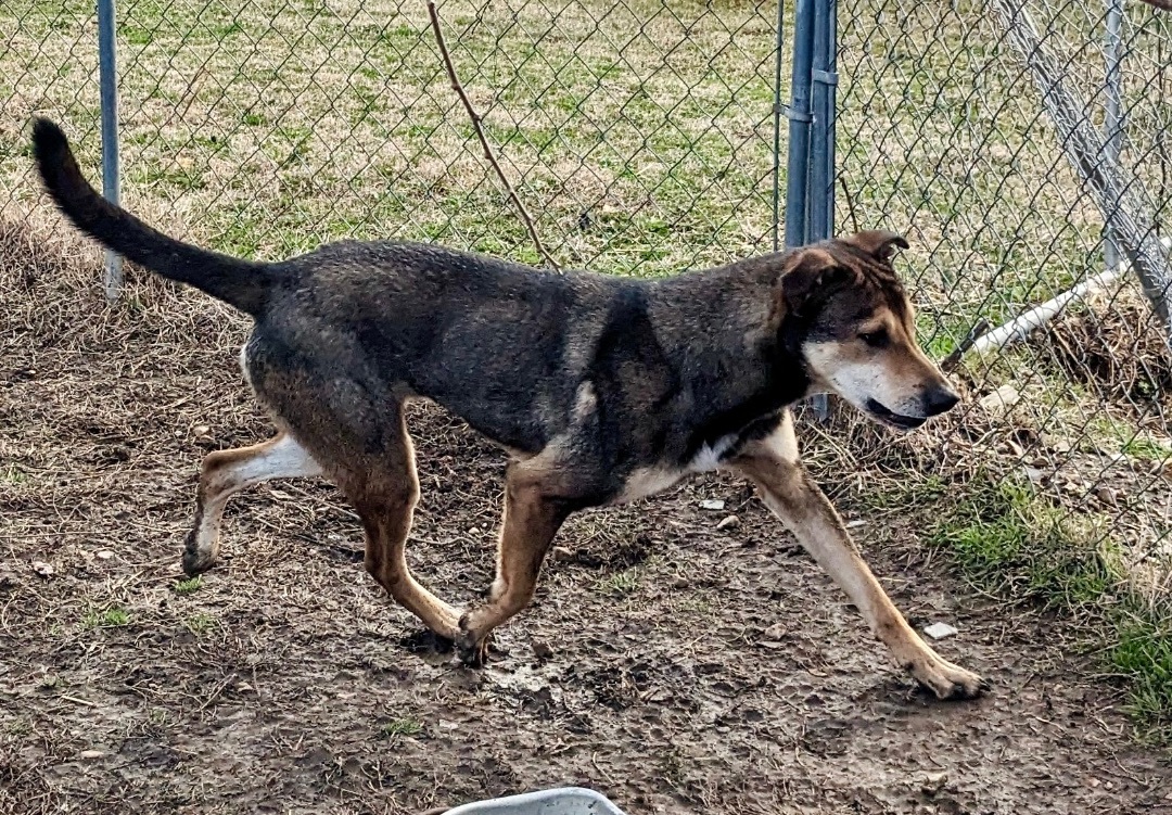 Enlarge Jackson Brown, a Adoptable mixed breed in Manchester, NH image 1/12
