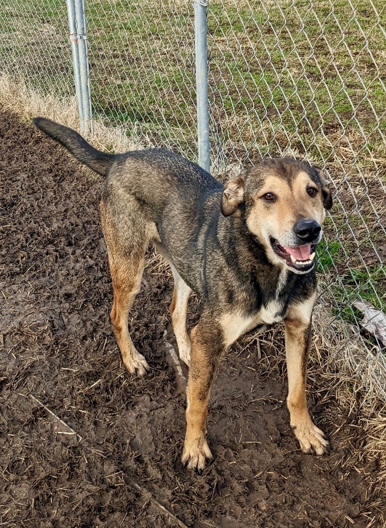 Enlarge Jackson Brown, a Adoptable mixed breed in Manchester, NH image 3/12