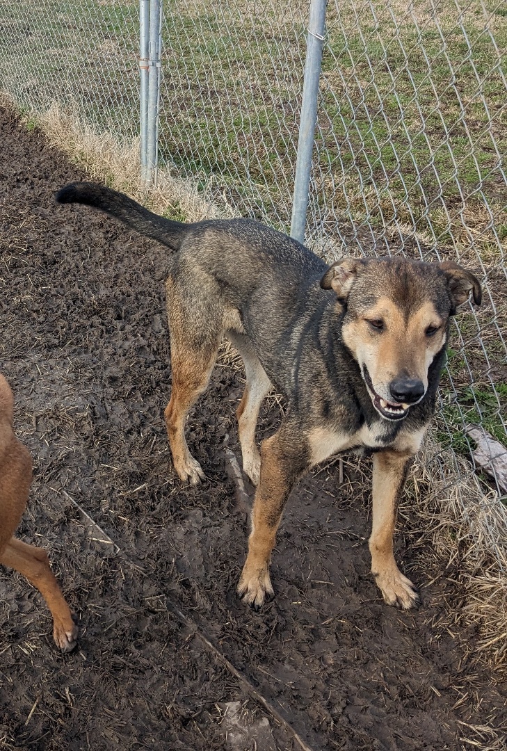 Enlarge Jackson Brown, a Adoptable mixed breed in Manchester, NH image 4/12