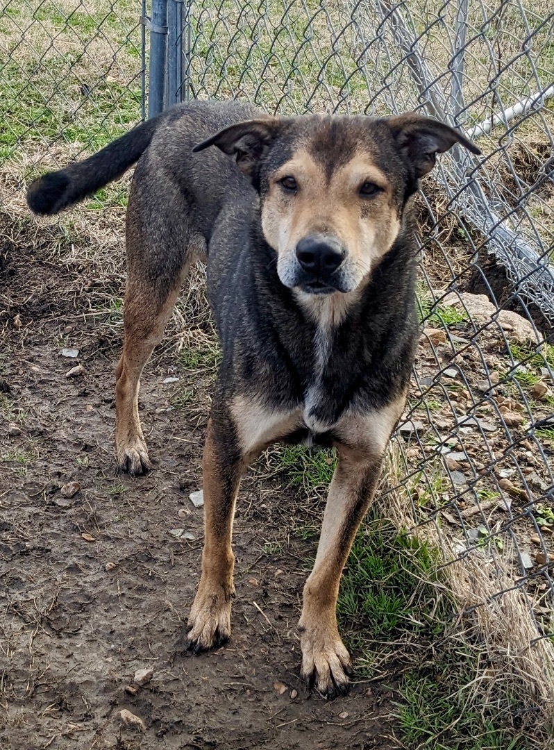 Enlarge Jackson Brown, a Adoptable mixed breed in Manchester, NH image 5/12