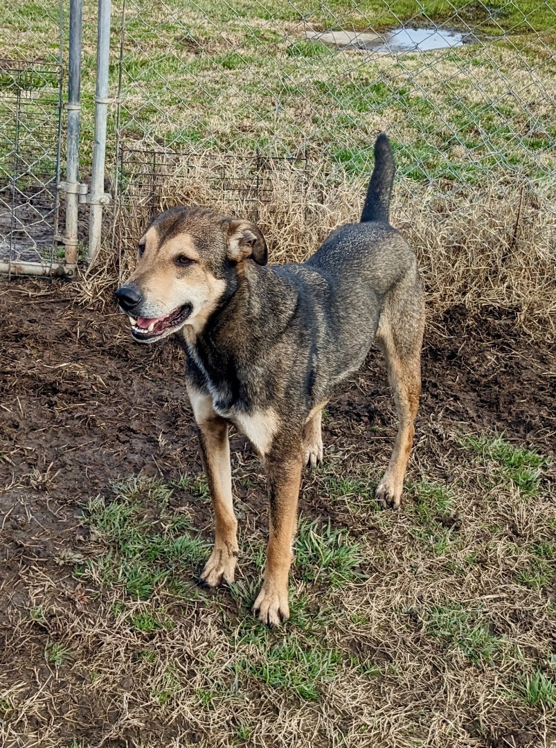Enlarge Jackson Brown, a Adoptable mixed breed in Manchester, NH image 6/12