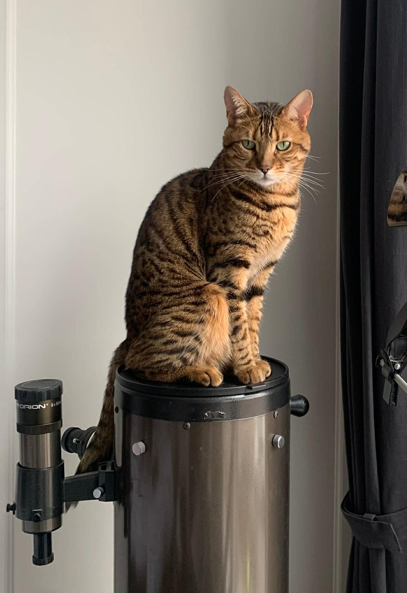 Enlarge ELLIOT, an adoptable Bengal in Richmond Hill , ON image 2/2