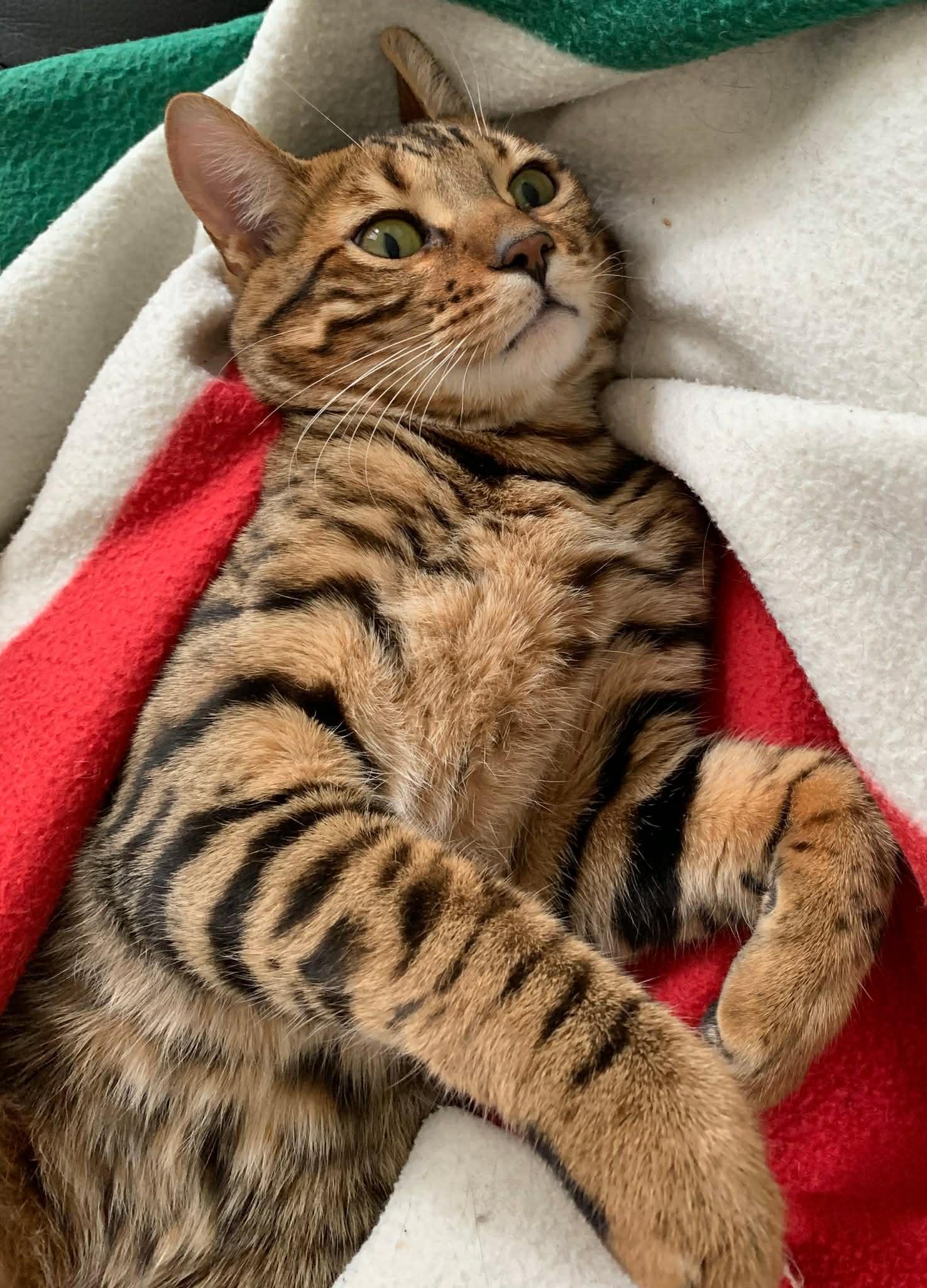 Enlarge ELLIOT, an adoptable Bengal in Richmond Hill , ON image 1/2