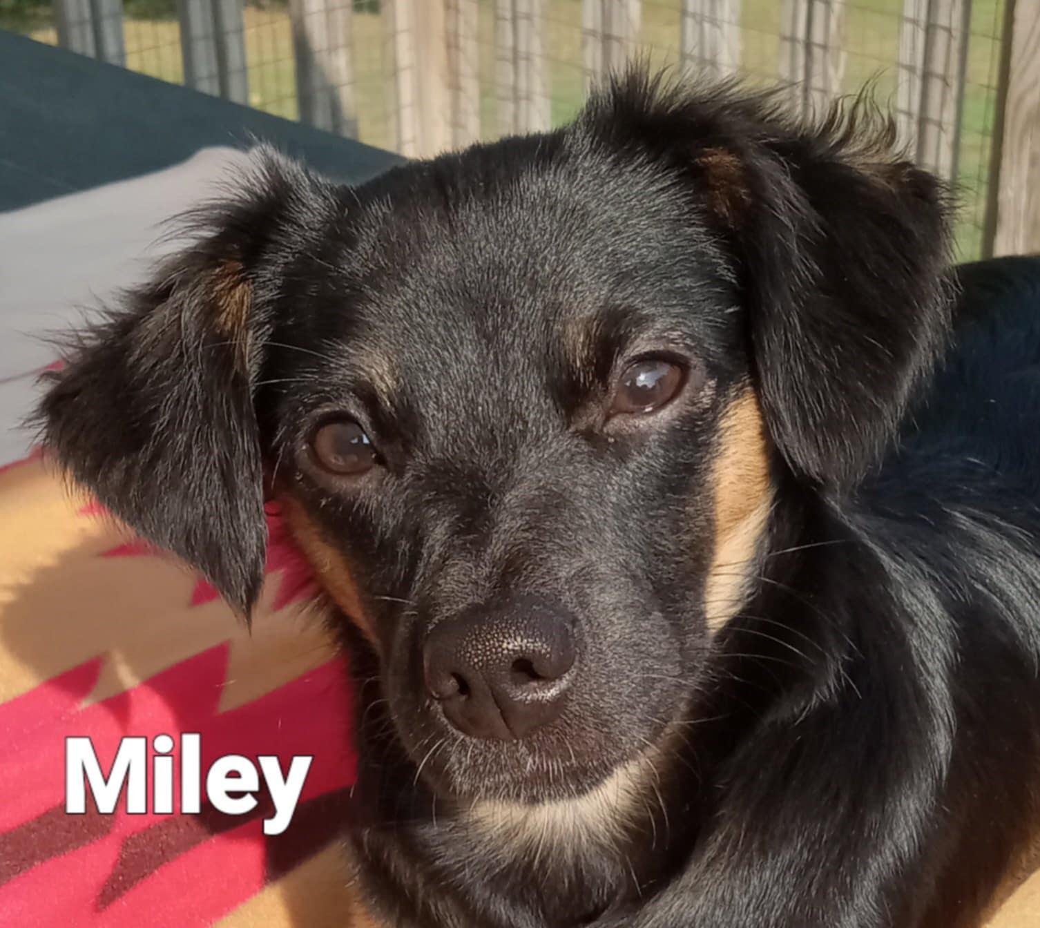 Miley, adopted, Young Female Chihuahua & Terrier.
