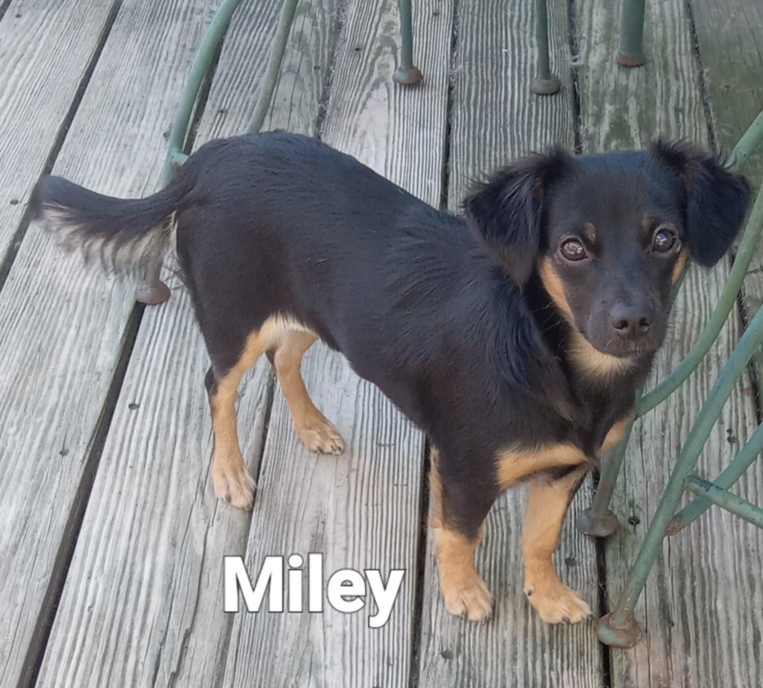Miley, an adopted mixed breed in Fulton, NY image 2/2