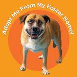 Enlarge Dax, a Adoptable Hound in Hilliard, OH image 1/2