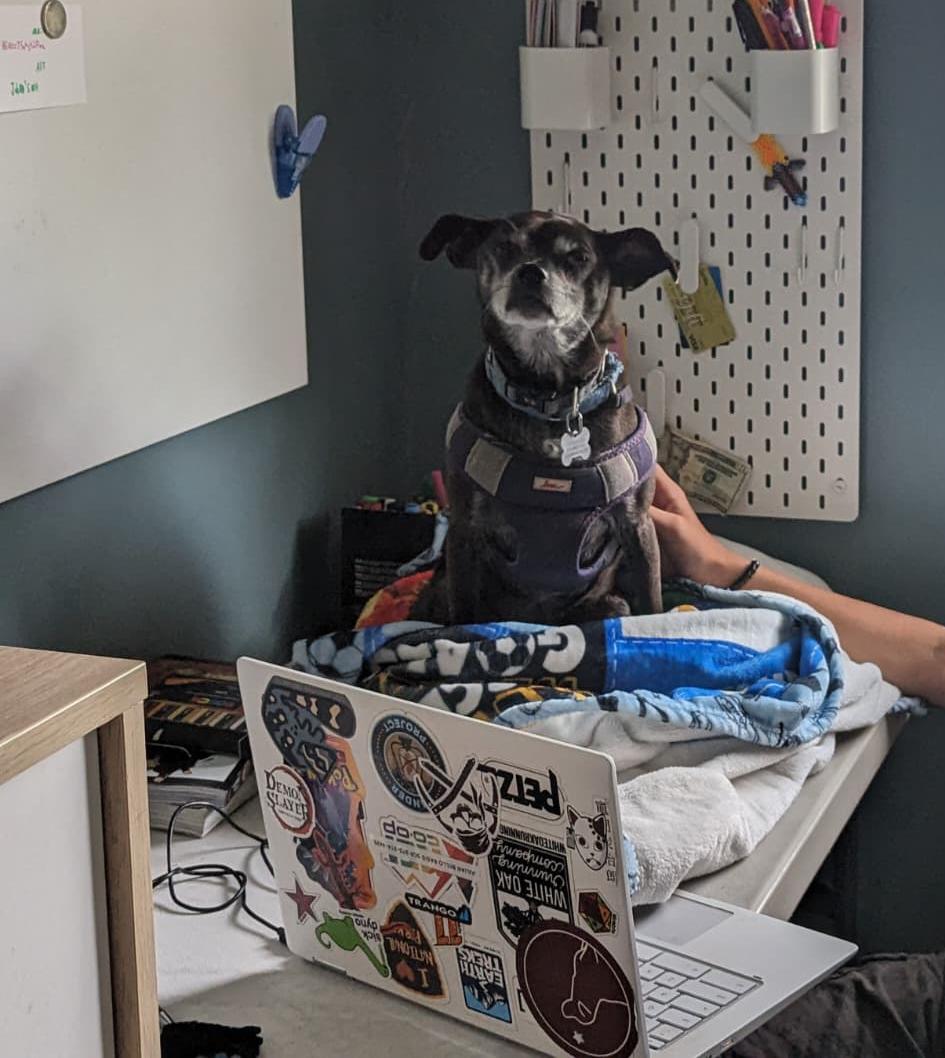 Gigi, Adoptable, Adult Female Boston Terrier & Miniature Pinscher.