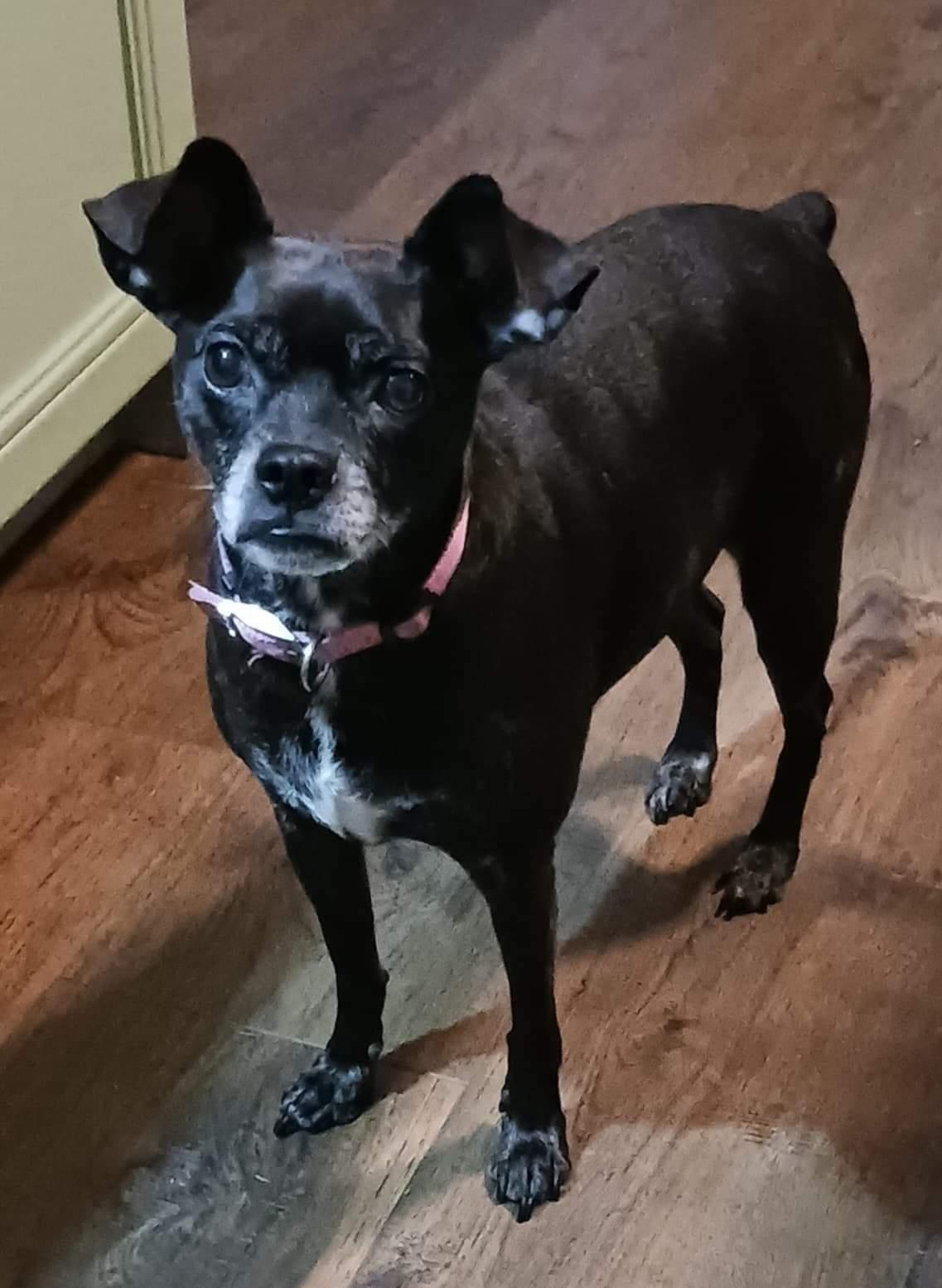 Gigi, a Adoptable mixed breed in Arlington, VA image 2/3