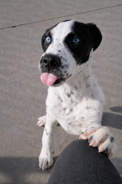 Enlarge Dottie, a Adoptable mixed breed in Beatrice, NE image 1/2