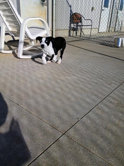 Enlarge Dottie, a Adoptable mixed breed in Beatrice, NE image 2/2