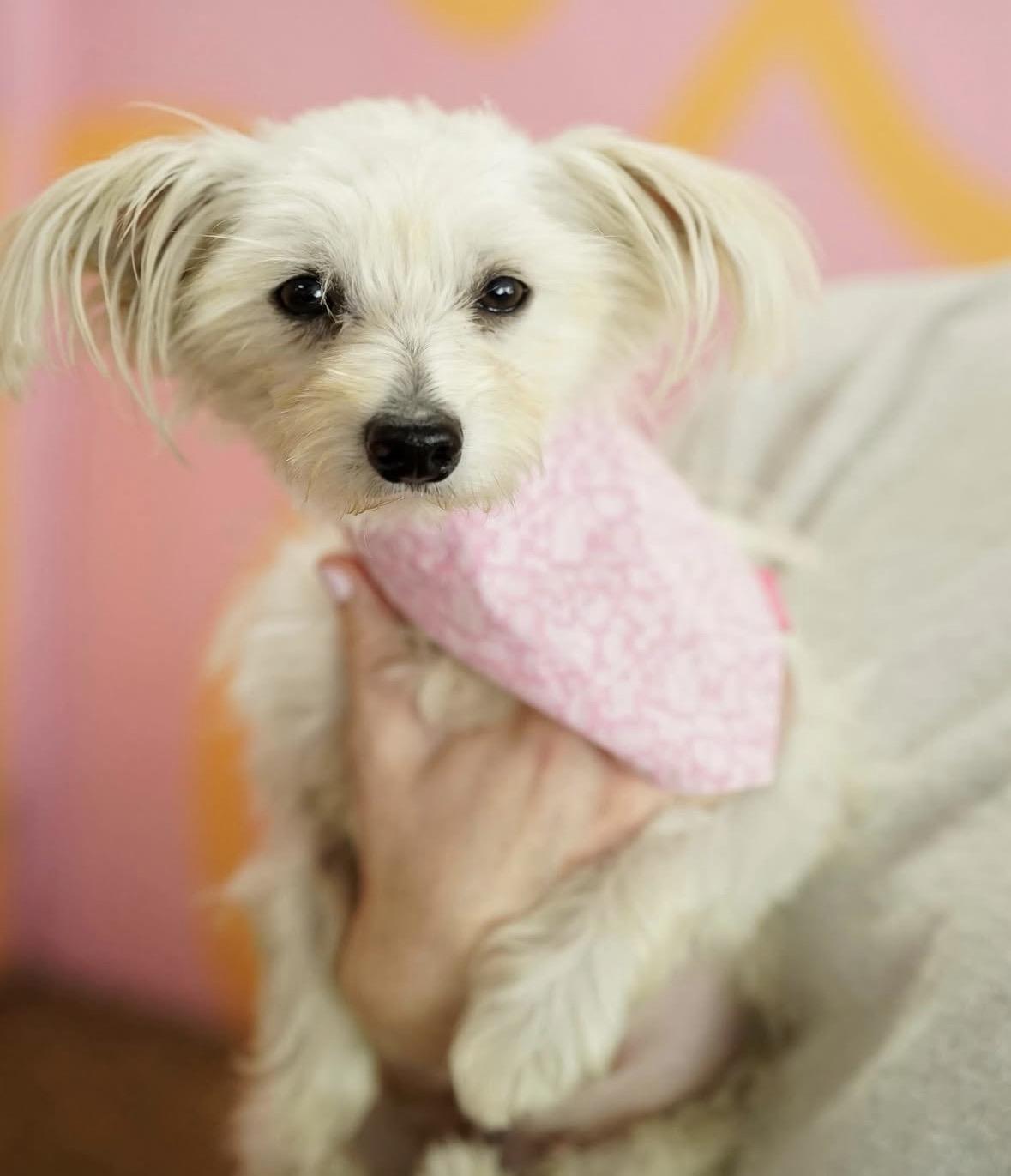 Enlarge Sakira, an adopted mixed breed in Pasadena, CA image 5/5