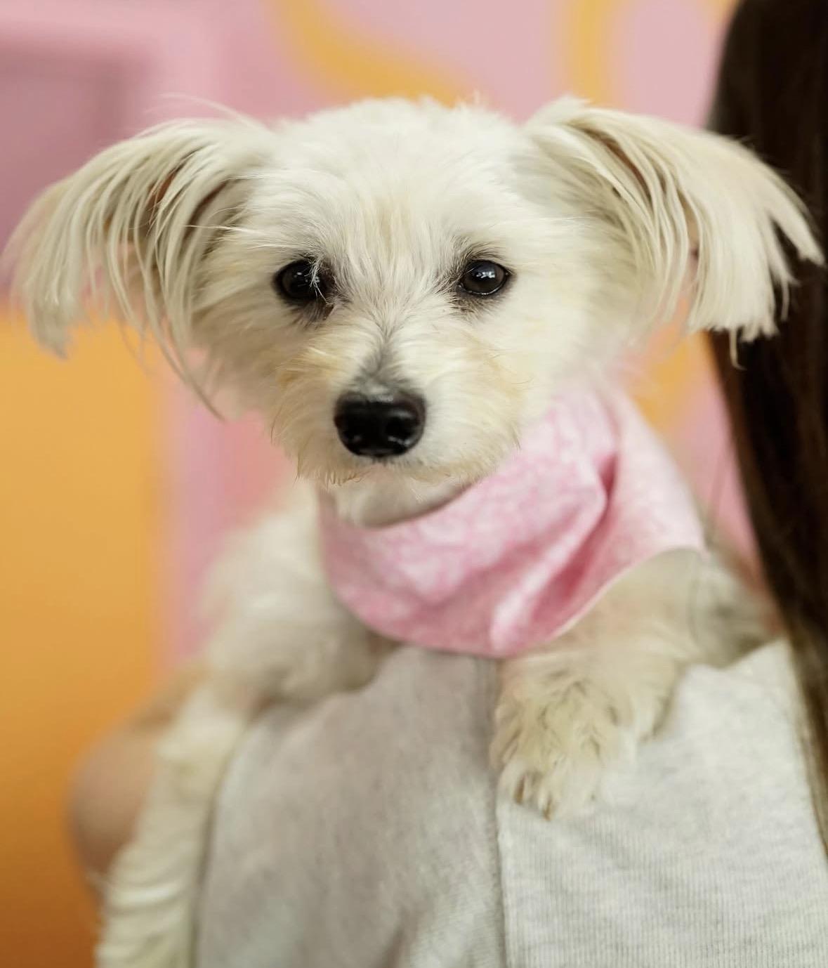 Sakira, adopted, Adult Female Maltese.