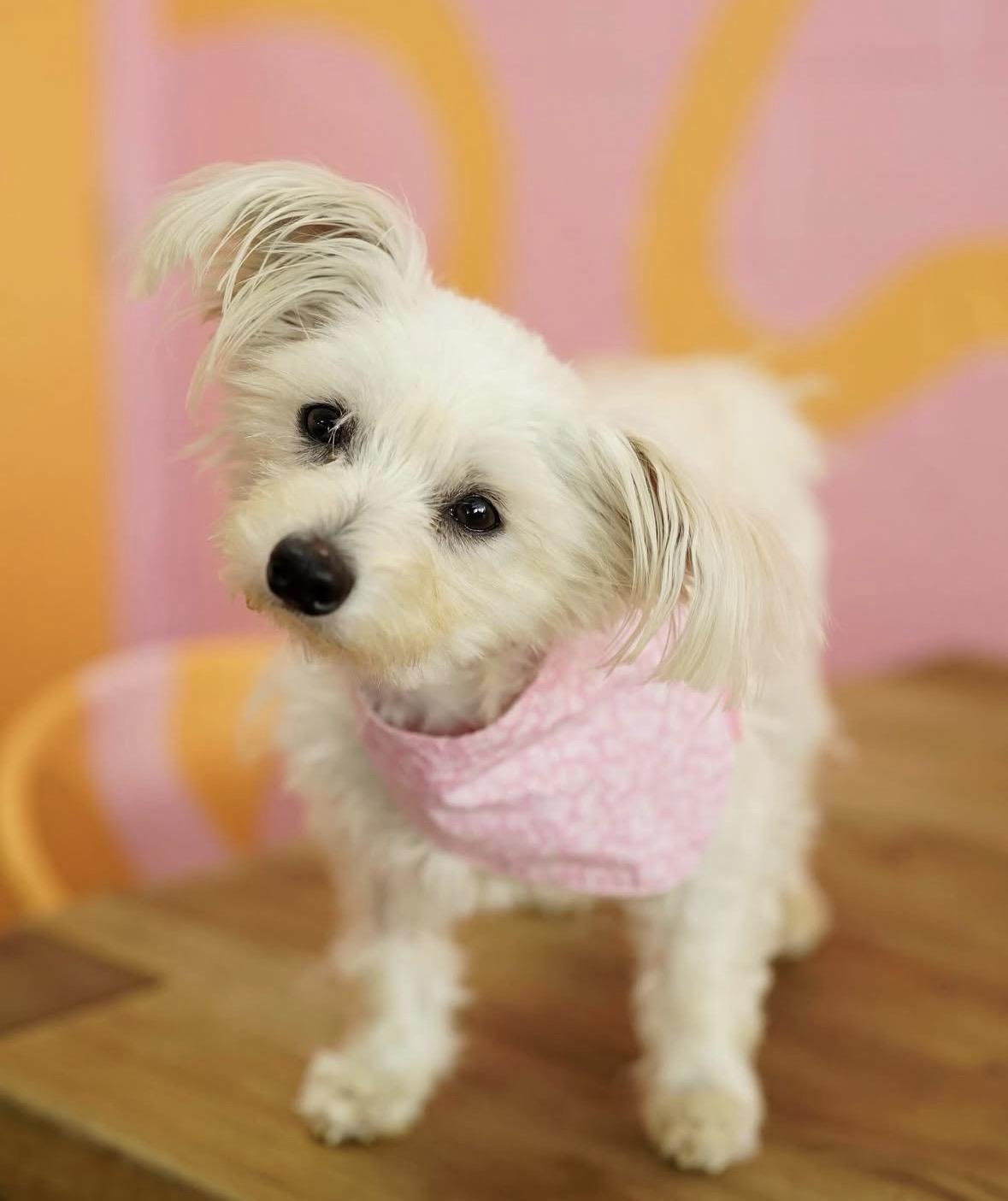 Enlarge Sakira, an adopted mixed breed in Pasadena, CA image 4/5