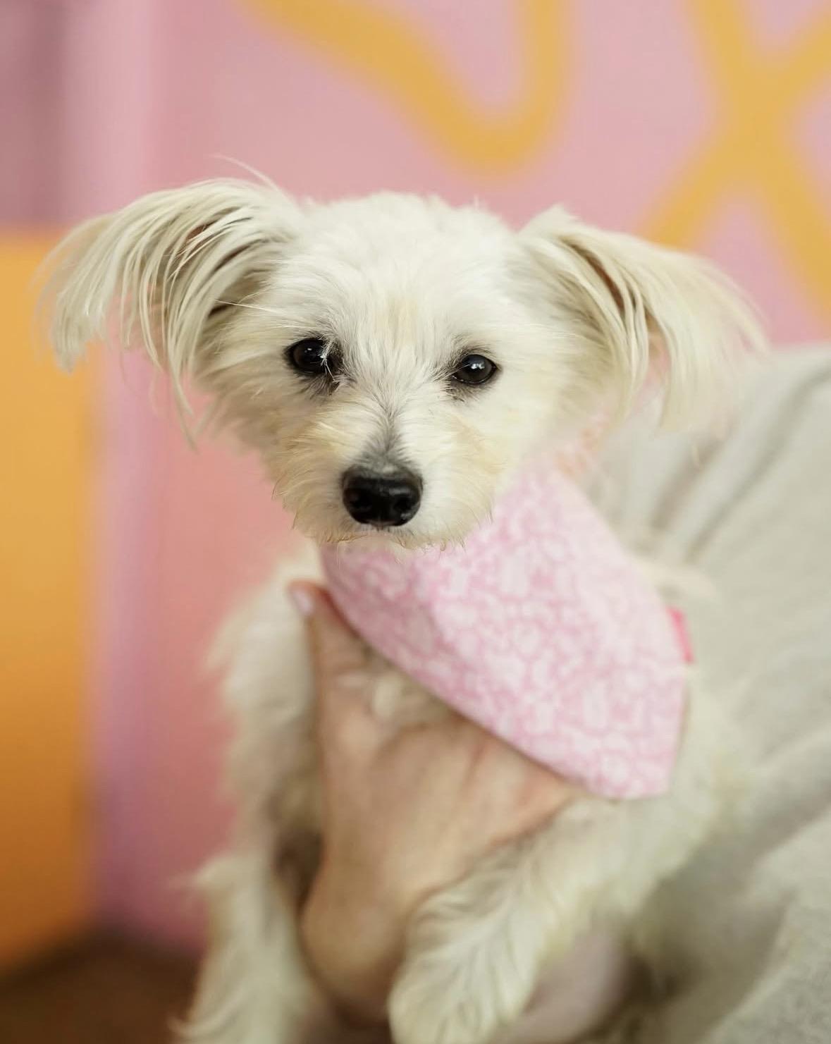 Enlarge Sakira, an adopted mixed breed in Pasadena, CA image 3/5