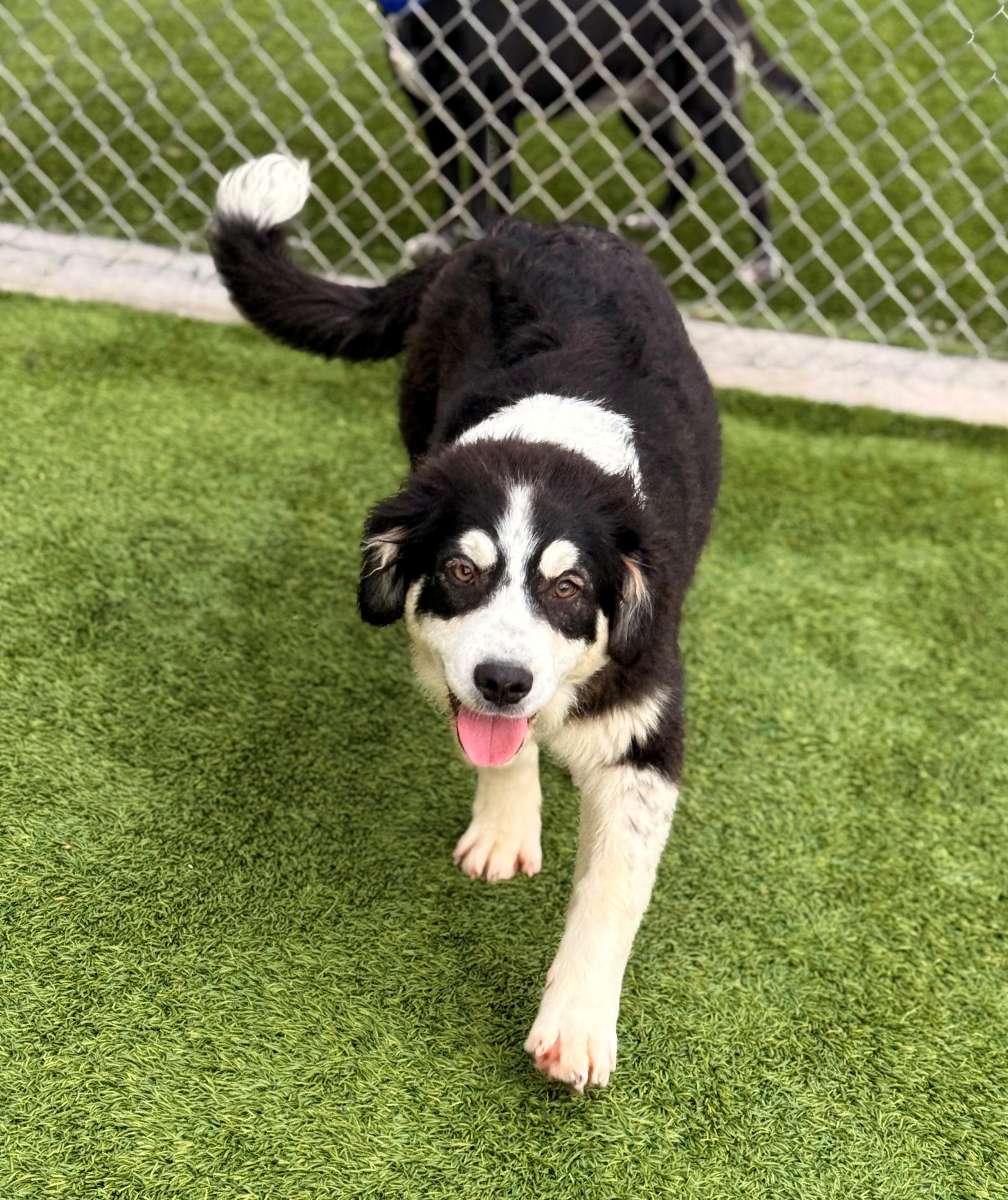 Badger 26C-70C, ADOPTABLE, Puppy Female Great Pyrenees & Australian Shepherd.