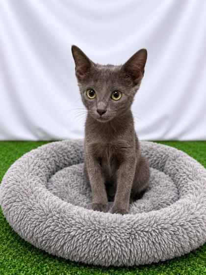 Sooty, Adoptable, Kitten Female Domestic Short Hair.